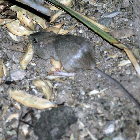 pre-construction survey, A wild kangaroo rat eating mesquite pods.