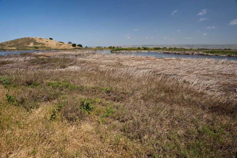 Wetland Delineation