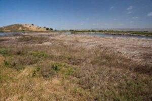 wetland delineation